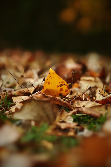 虽然他并未 虽然他并未